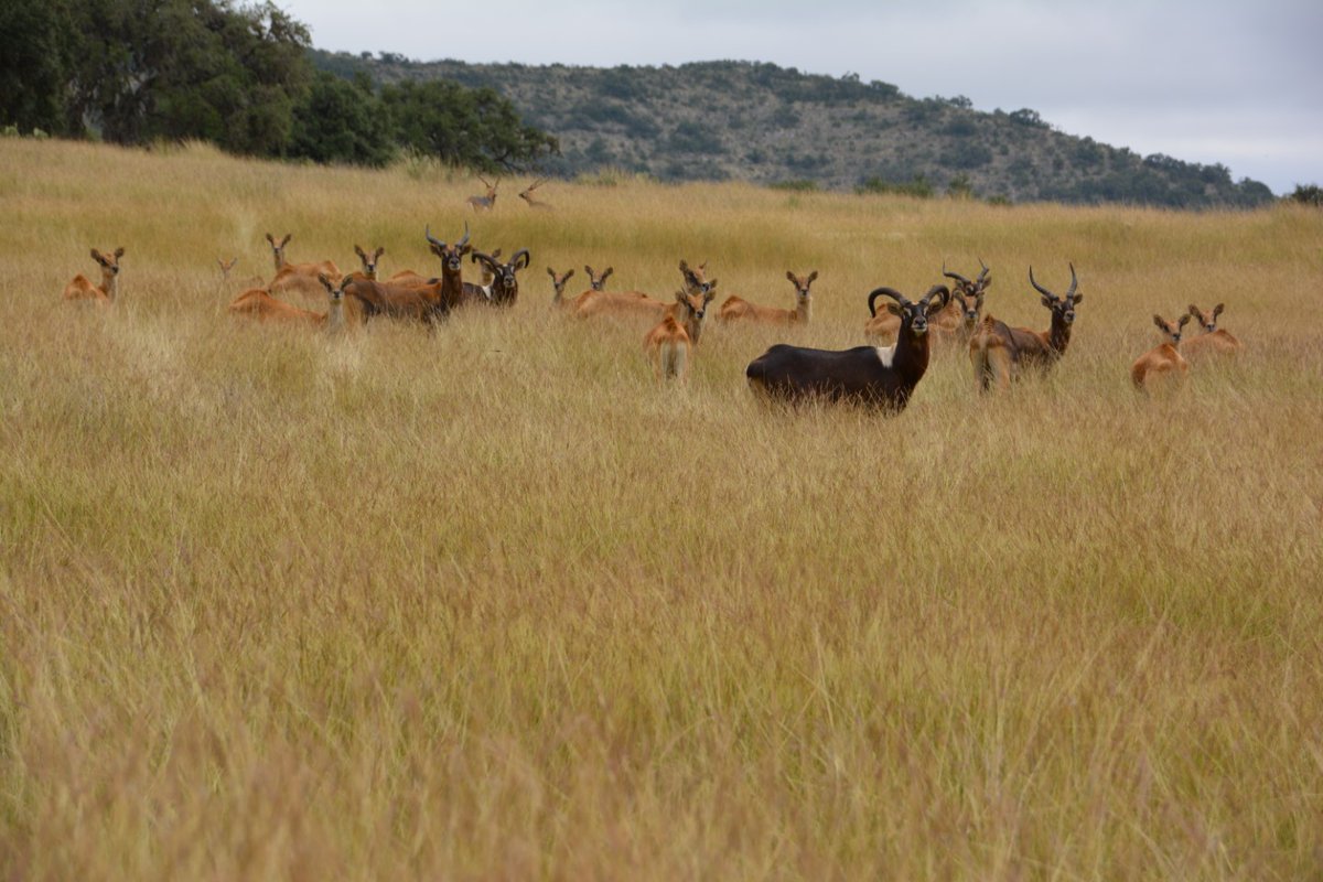 circleh_jen's tweet photo. Spring Break in the Frio Canyon... See this year's lineup for FRIO RIVER MUSIC FEST - Share with family and friends! Exciting happenings here in the Hill Country! We are on a private exotic animal ranch just outside of Leakey, Texas. https://t.co/5SoEY2ODu4 
#SpringBreak https://t.co/JNRaetHfxc