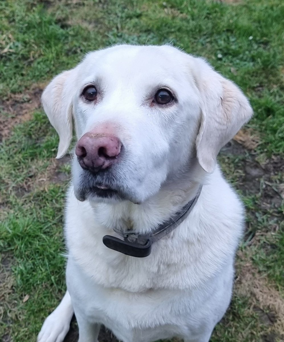 Katrina_W87's tweet photo. #LoveYourPetDay Today and every day. 💙 My faithful, best boy even if he did destroy his 15,000th bed today. 🐶🙈🥰 #labrador #dogsoftwitter https://t.co/MdkHwuAFw4