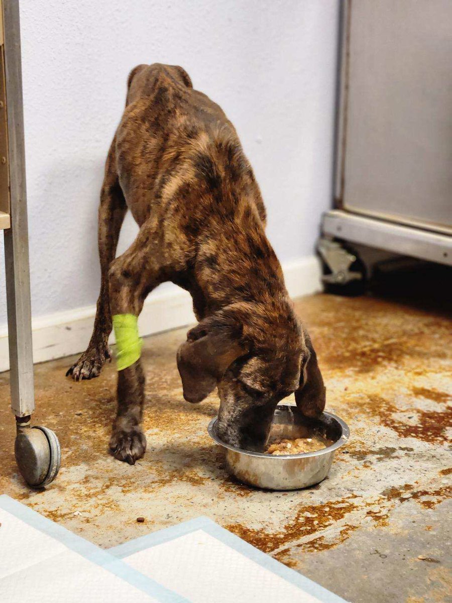 LolaPatolla's tweet photo. No matter what the lab work says this week, we love this for Rufus ♥️!
To everyone who helped us help Rufus, we can’t thank you enough.
#onemonthlater #love https://t.co/jmj0RGyfJ3