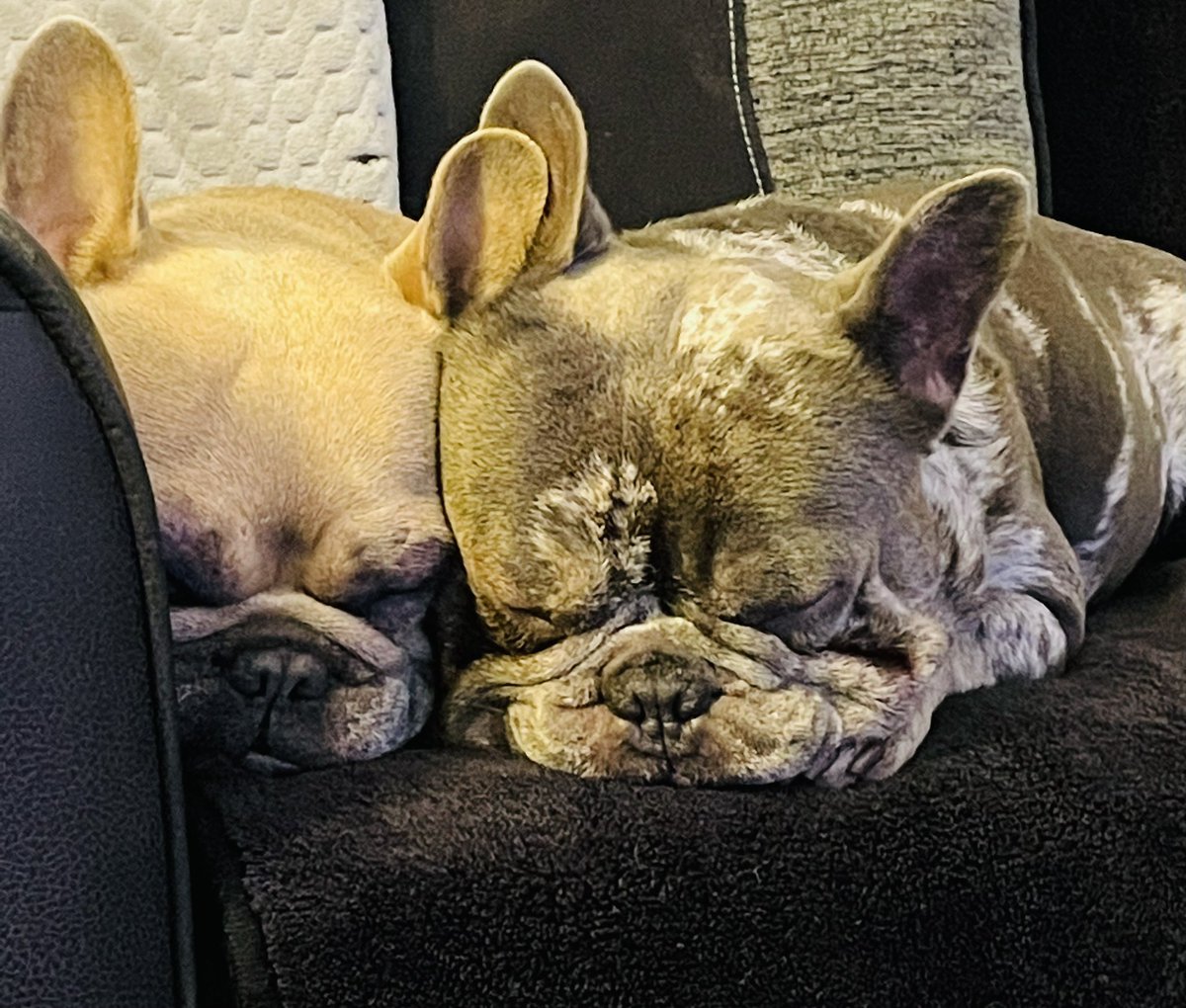 BabyBoyNoNameY1's tweet photo. Always comfy &amp; loved with this one 💖🐾💙😍 #NationalComfyDay #NationalLoveYourPetDay https://t.co/dTst5G6Q4u