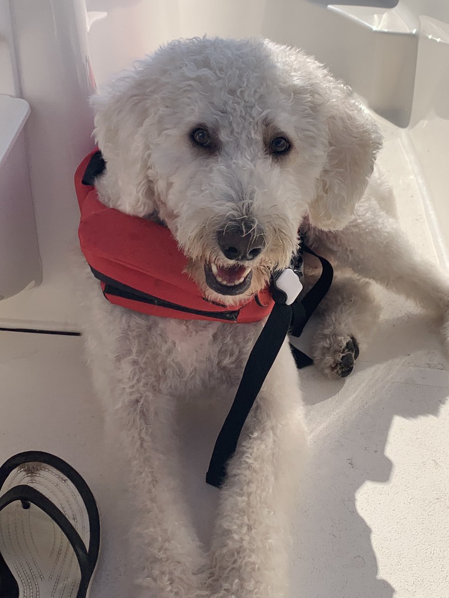 Love my doodle, Archie. #NationalLoveYourPetDay
