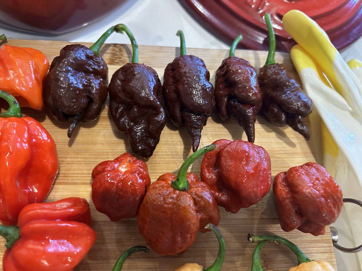 LaviniaEngel's tweet photo. Donโt fear the Reaper. โก๏ธ๐ถ๏ธ๐โ๏ธ
I made hot sauce & pickled peppers from my super hots today. ๐ฅต Carolina Reapers, Bane Strain peach, Primotalii Chocolate, Purple Bhut Jolokias / Ghost Peppers & Red Savina Habaneros.
#hotpeppers #chillihead #carolinareaper #GYO https://t.co/nFcIdDispP