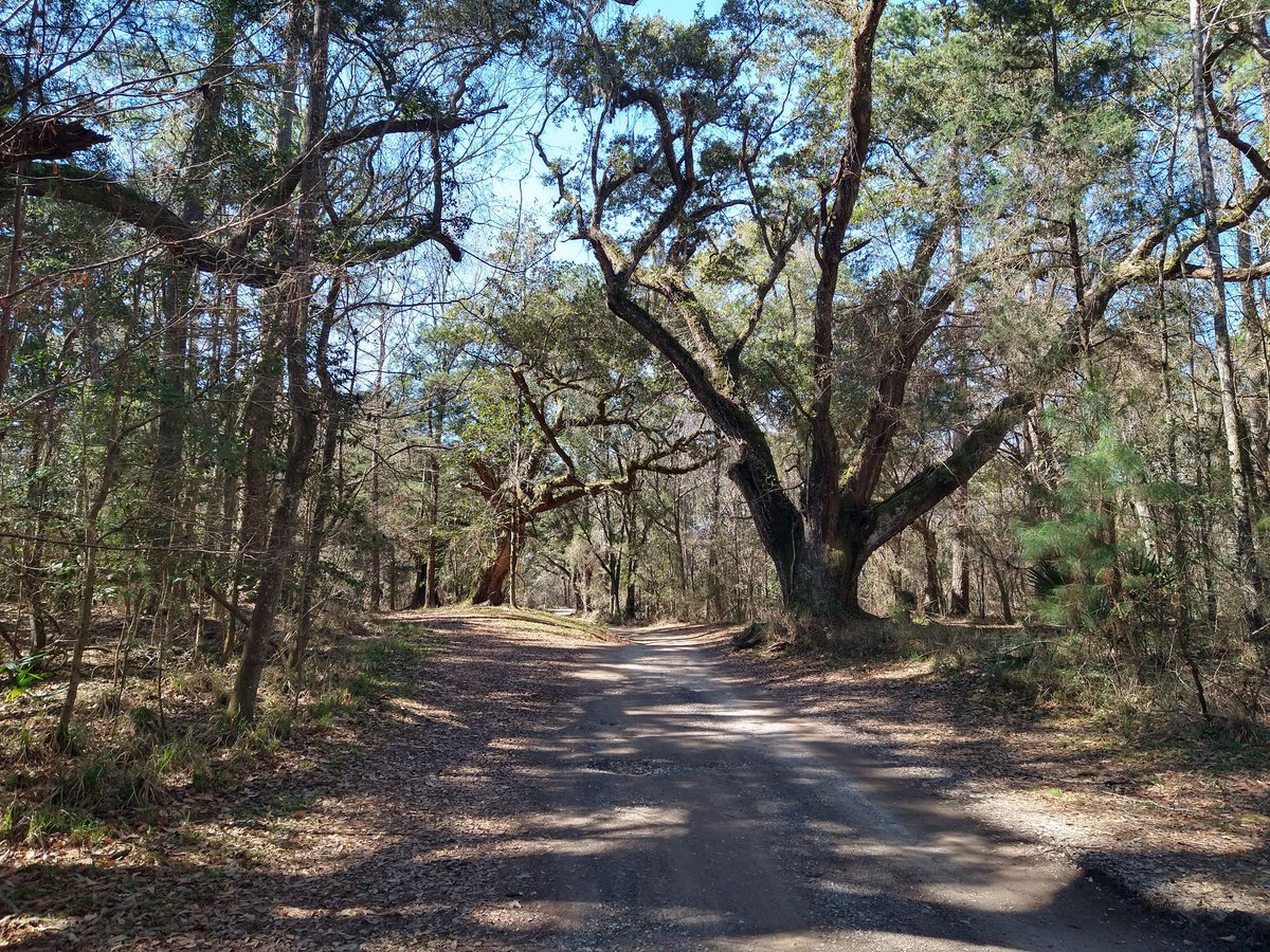 Lifesab5138's tweet photo. "A walk back into time"
#photography #hiking #alabamabeautiful https://t.co/92zdkv5LRd