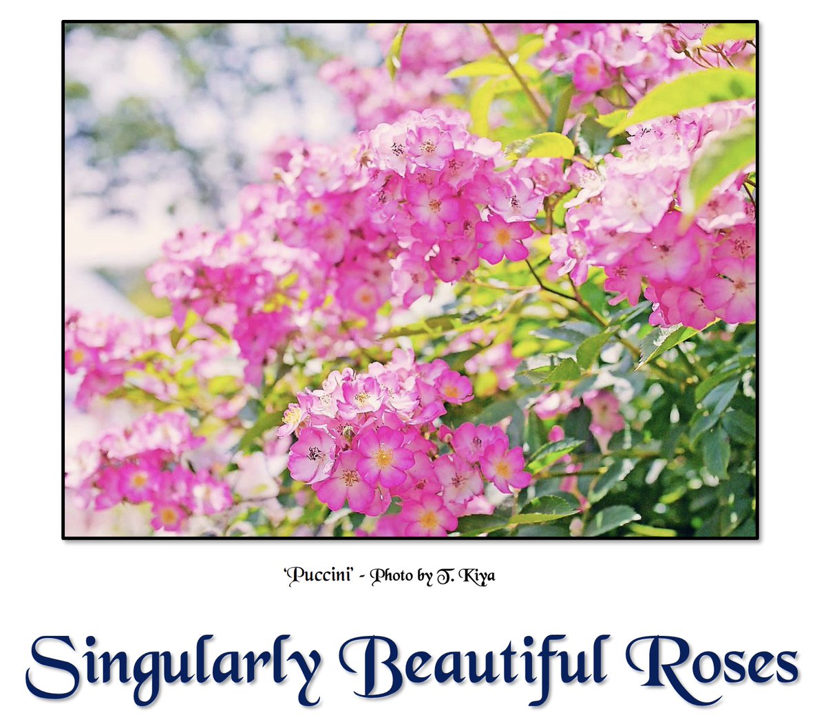 Singularly Beautiful Roses has a new issue out by Stephen Hoy! 🌹🌹🌹

👉 To see it, and other publications, click here: rose.org/publications

or directly here: bit.ly/3IomyXz