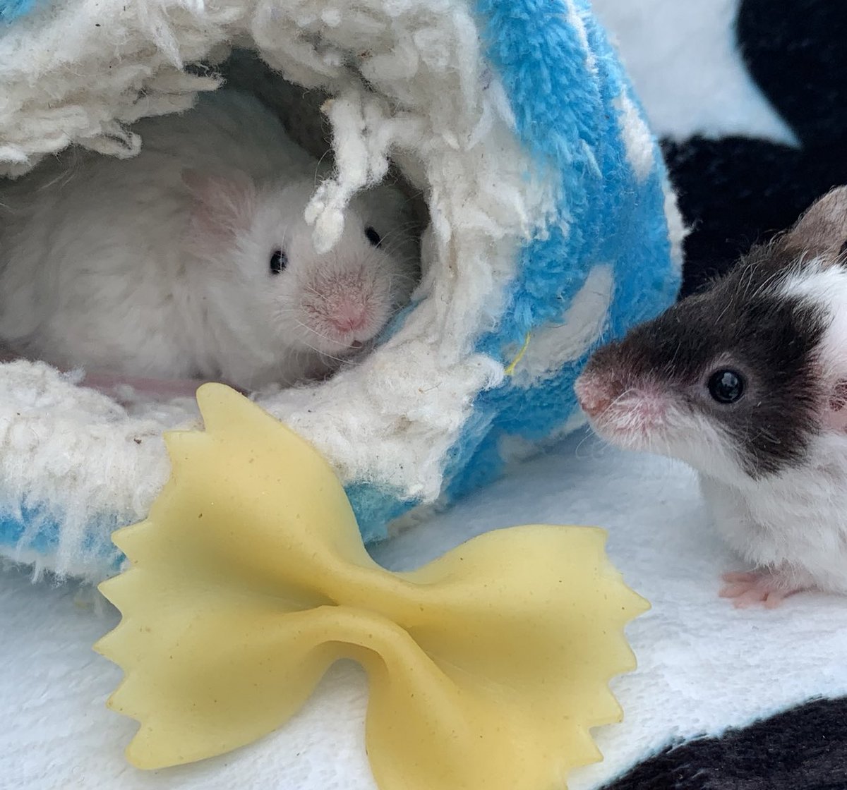 Corinna_Ingram's tweet photo. @OfficialPLT My fancy mice are intelligent, beautiful and kind 🥰but the amount of people who pull a face 😞when I say how much I love them… it breaks my heart! So I think they deserve a treat! They are incredible pets! #PLTpetday https://t.co/kCDiO46FJ6