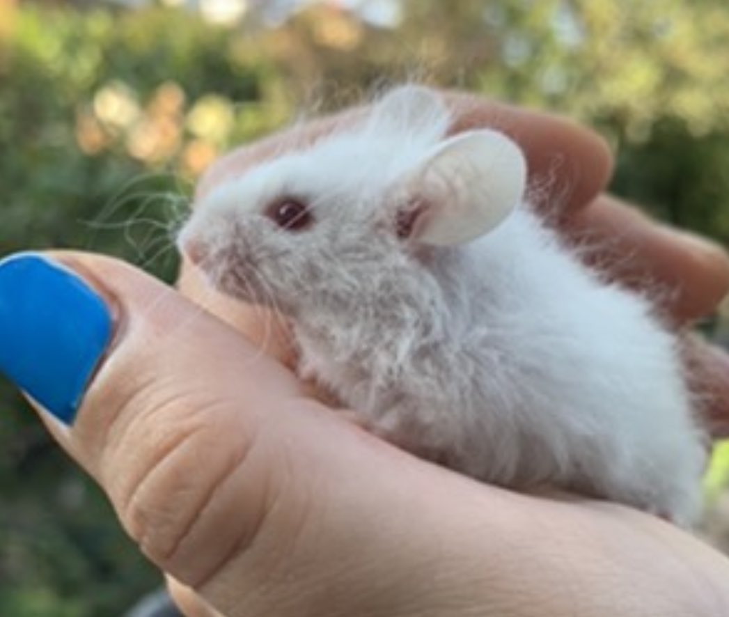 Corinna_Ingram's tweet photo. @OfficialPLT My fancy mice are intelligent, beautiful and kind 🥰but the amount of people who pull a face 😞when I say how much I love them… it breaks my heart! So I think they deserve a treat! They are incredible pets! #PLTpetday https://t.co/kCDiO46FJ6