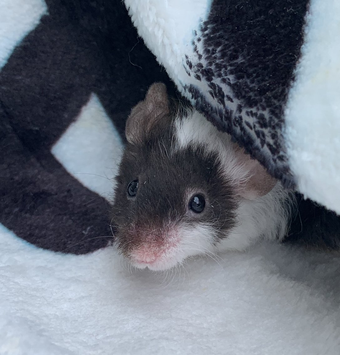 Corinna_Ingram's tweet photo. @OfficialPLT My fancy mice are intelligent, beautiful and kind 🥰but the amount of people who pull a face 😞when I say how much I love them… it breaks my heart! So I think they deserve a treat! They are incredible pets! #PLTpetday https://t.co/kCDiO46FJ6