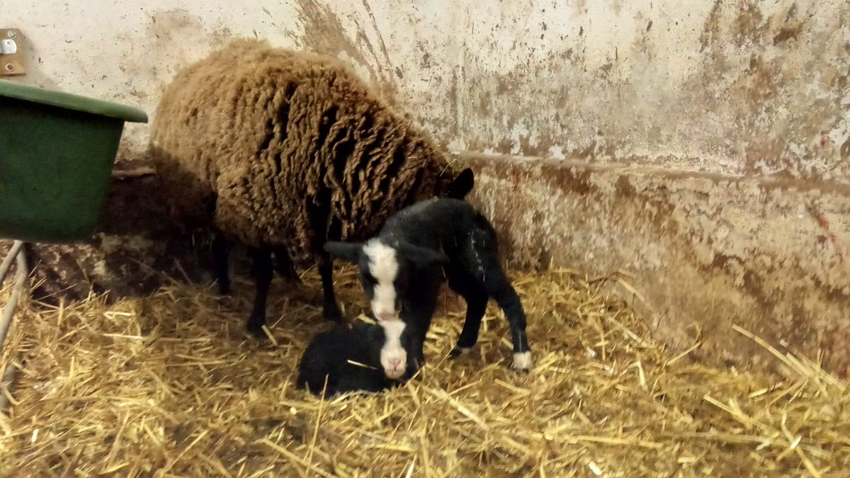 Zurueck_z_Natur's tweet photo. Zum #Rosenmontag gibt es wieder mal #Drillinge 🐑👌🤠#Lammda . #schaf #gera #thueringen #schwaara #zwartbles #landwirtschaft #tierbabys https://t.co/B4VXahAAcj