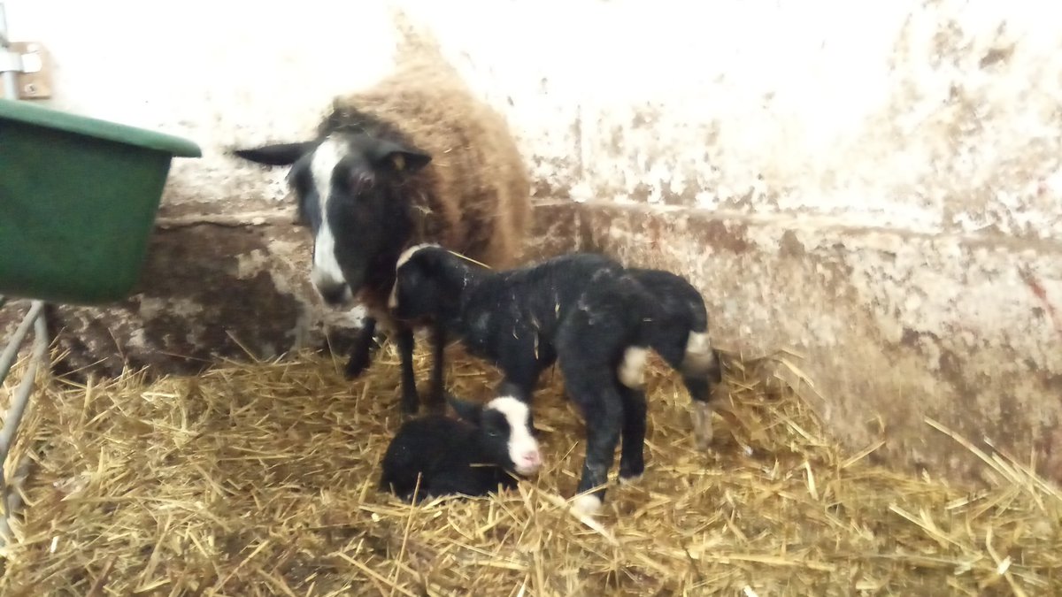 Zurueck_z_Natur's tweet photo. Zum #Rosenmontag gibt es wieder mal #Drillinge 🐑👌🤠#Lammda . #schaf #gera #thueringen #schwaara #zwartbles #landwirtschaft #tierbabys https://t.co/B4VXahAAcj