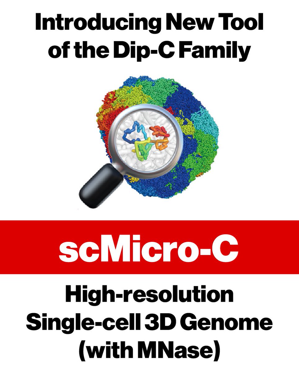 tanlongzhi's tweet image. Physical folding of the human genome is extraordinarily intricate. Bulk methods such as Micro-C revealed fine DNA structures, but cannot solve single cells. The first new addition to our Dip-C family, scMicro-C, finally brings this power to single cells: biorxiv.org/content/10.110…