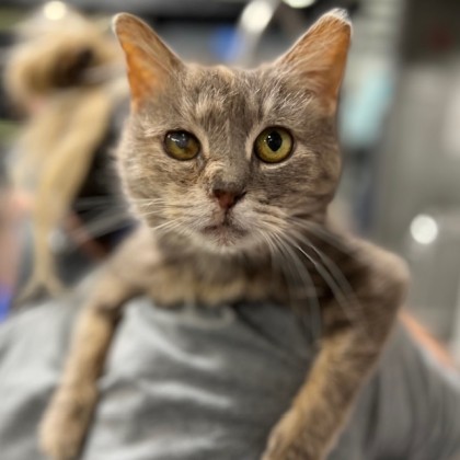 bkheightsblog's tweet image. At Brooklyn Cat Café, Love Conquers All--And Earns A $50,000 Grant - brooklynheightsblog.com/archives/96776