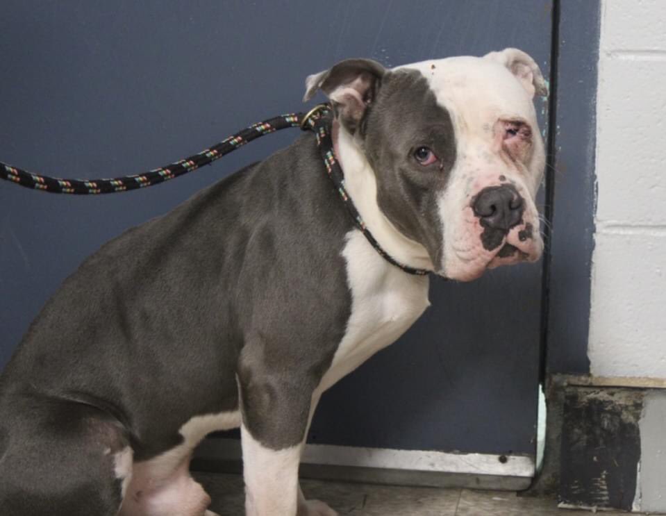 🎉🎊 Waffle 🎊🎉
Has been Reserved !🎉

So close 2 death! 
Now, will receive the life he deserves❤️
 
Tysvm 2 all 4 Pledging, Caring + Sharing! We couldn't have done it 
w/o u💗

Pls wait 4 freedom pics/info from <a href="/TAPNYACC/">TAPACC</a>, or pulling rescue, 2 honor yr pledges❤️
 
Tysvm❤️