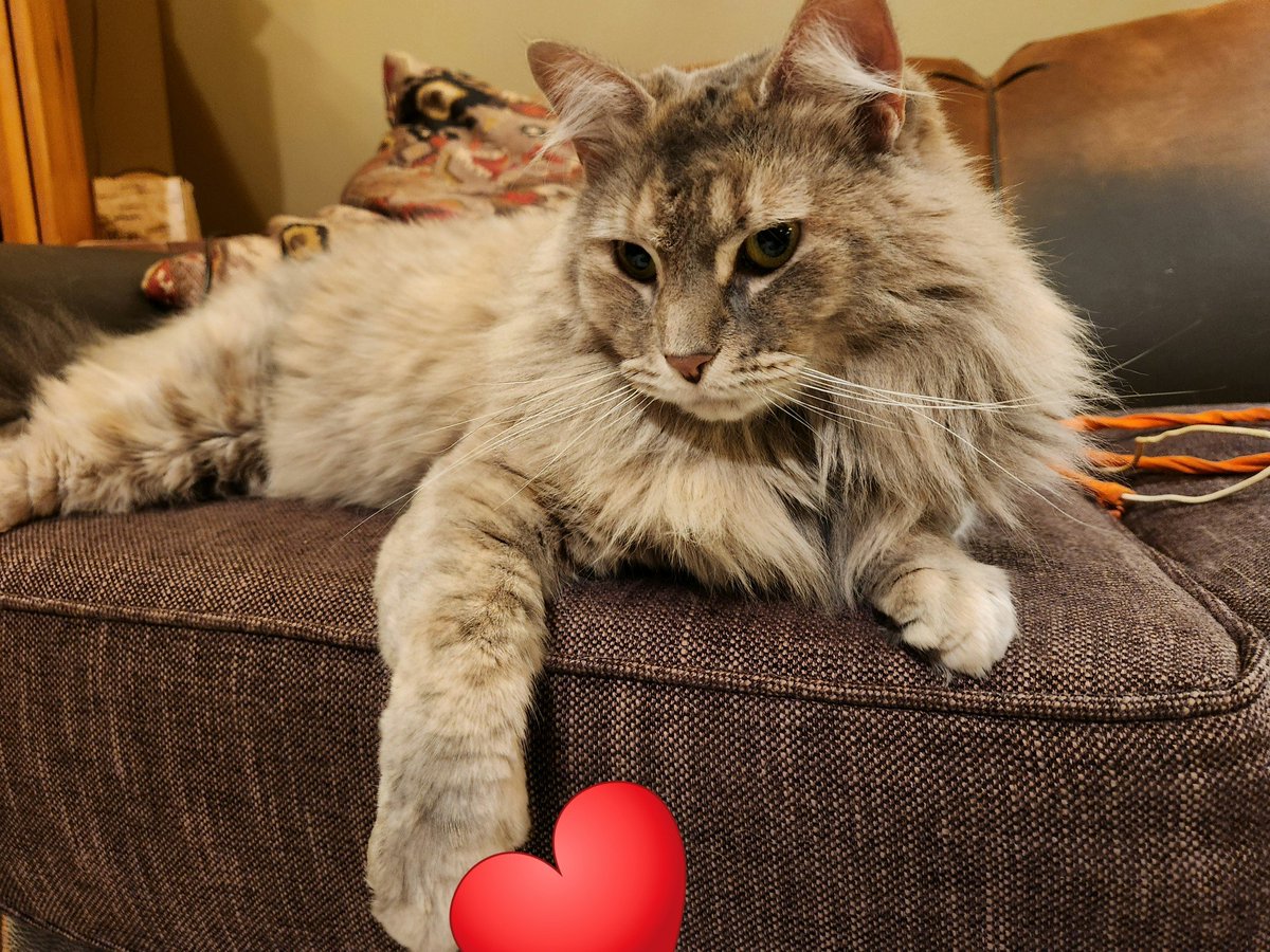 Wishing all pet parents a happy #NationalLoveYourPetDay ! 
-From me and "HRH Frances" (Franie)! I adopted Franie from a rescue shelter. I'm so thankful to be her #catmom and that she knows she has a forever loving home.❤️🐈 #cats #pets #catsoftwitter #pets