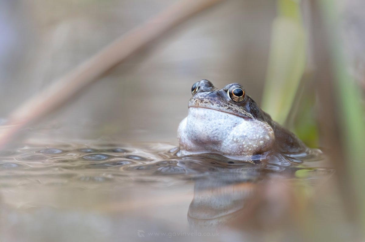 GmusicV's tweet photo. 3 of my Favourite shots from todays Frog-tastic photoshoot. I only wished I brought my sound recording gear too, as the sound of these guys is incredible. #nature #wildlife #spring #amphibians #wildlifephotography #naturephotography #canon #frogs #springfrogs #mating #croaking https://t.co/mE03Sh7rJZ