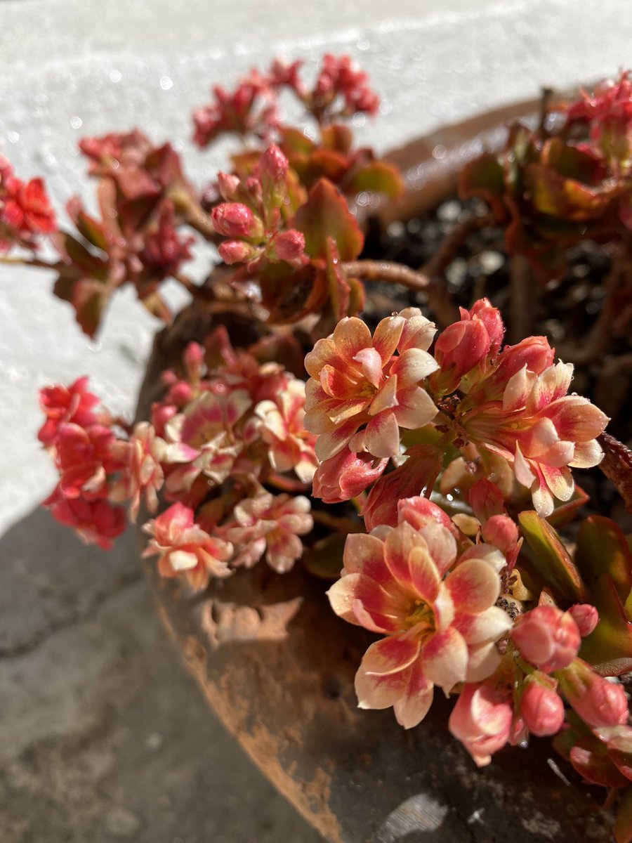 manoverde_mx's tweet photo. Acá ya llegó la #primavera 😍 https://t.co/HAKgTL6E6Q