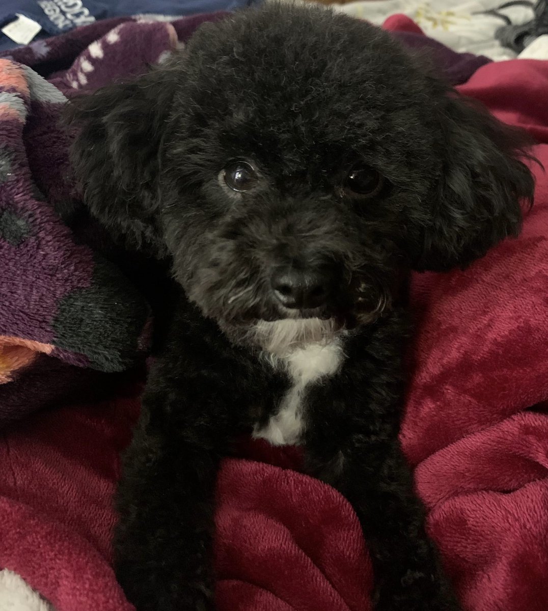 Jimmy99110322's tweet photo. #NationalLoveYourPetDay ♥️♥️ https://t.co/uuY7eSwKry