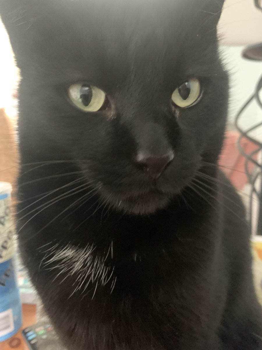 Jimmy99110322's tweet photo. #NationalLoveYourPetDay ♥️♥️ https://t.co/uuY7eSwKry