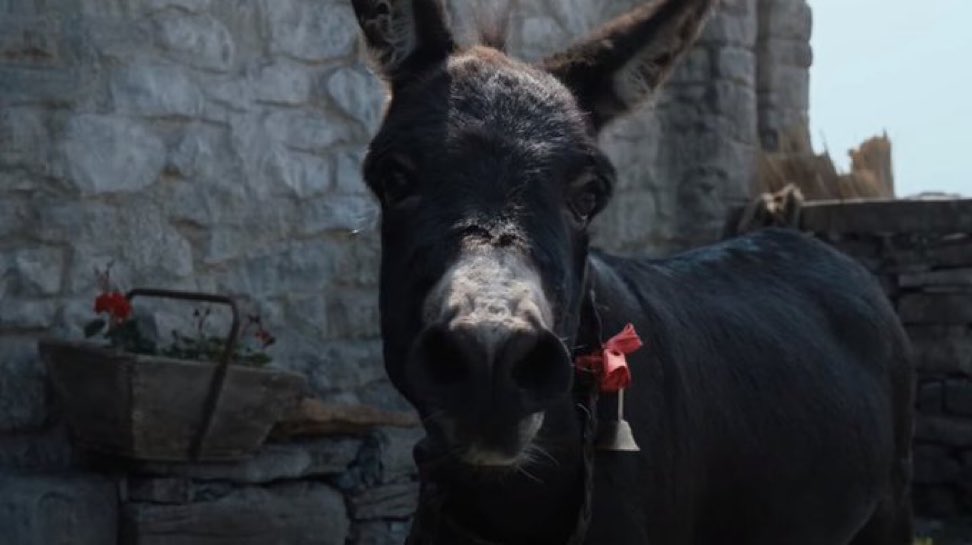 MediumSizeMeech's tweet photo. The fact that Ariana DeBose left The Banshees of Inisherin’s Jenny the Donkey out of her little rap??? So much for intersectional feminism!!! https://t.co/zkPSBeROpZ