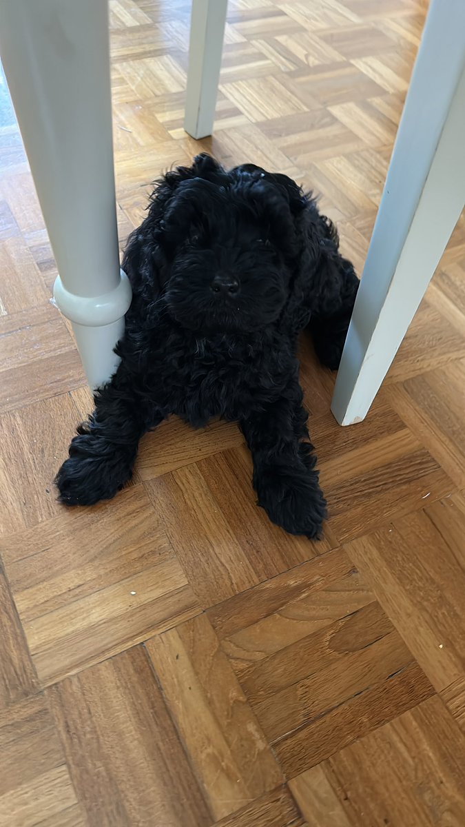 gra_grainne's tweet photo. My birthday gift to myself, meet Woody ❤️🐶 #LoveYourPetDay https://t.co/feXeWuX563