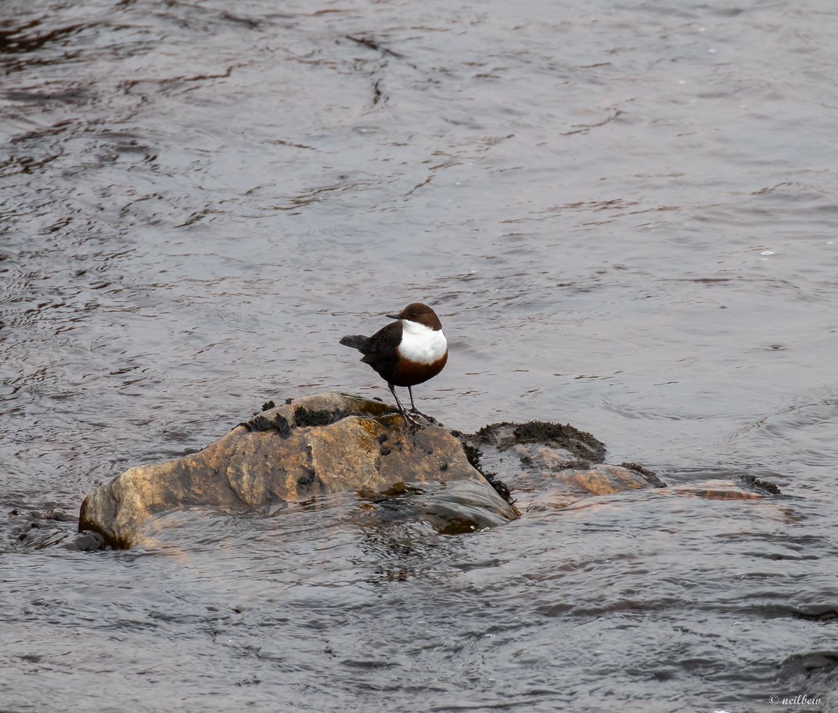 NeilBew's tweet image. Short break in Scotland last week, based in Nethy Bridge plus one coastal day. Highlight (no photo!) golden and white tailed eagle in the same field of view