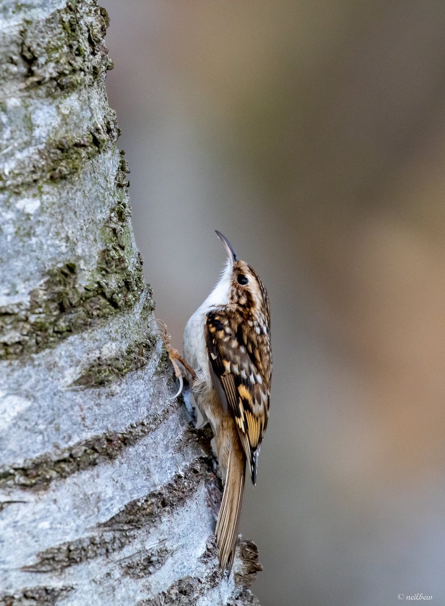 NeilBew's tweet image. Short break in Scotland last week, based in Nethy Bridge plus one coastal day. Highlight (no photo!) golden and white tailed eagle in the same field of view