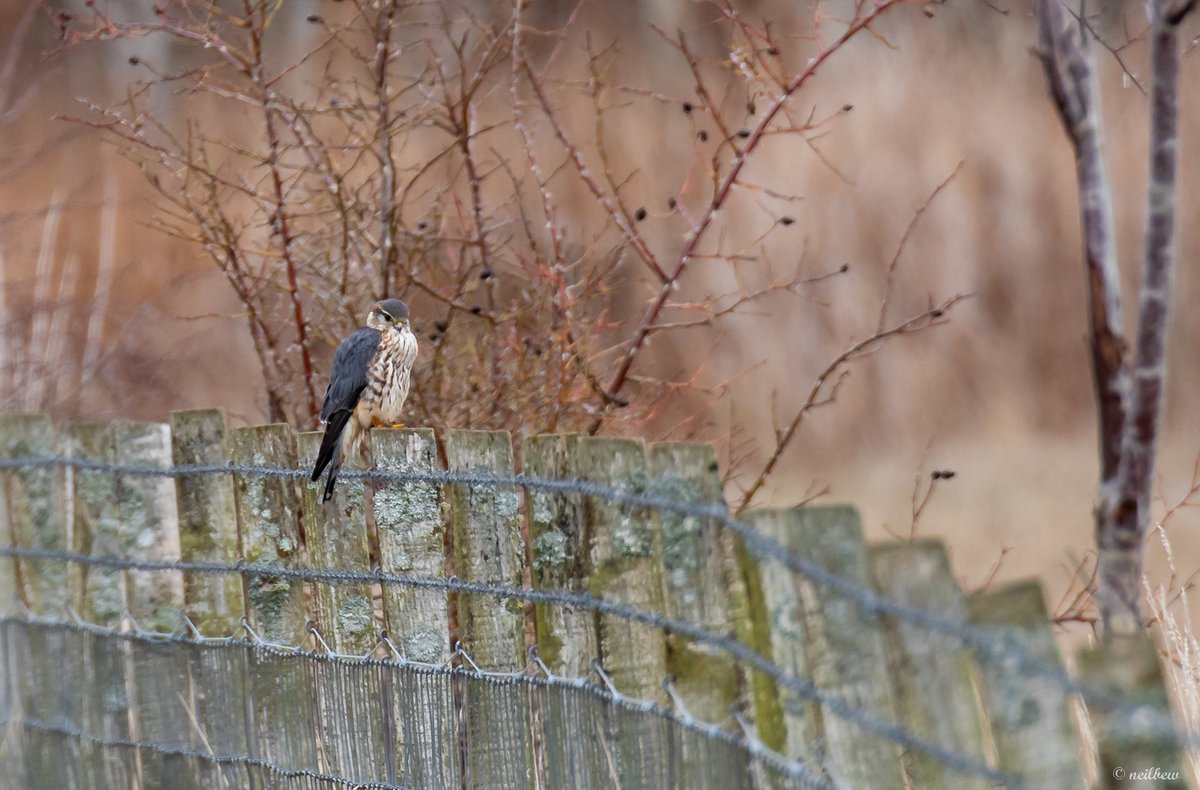 NeilBew's tweet image. Short break in Scotland last week, based in Nethy Bridge plus one coastal day. Highlight (no photo!) golden and white tailed eagle in the same field of view