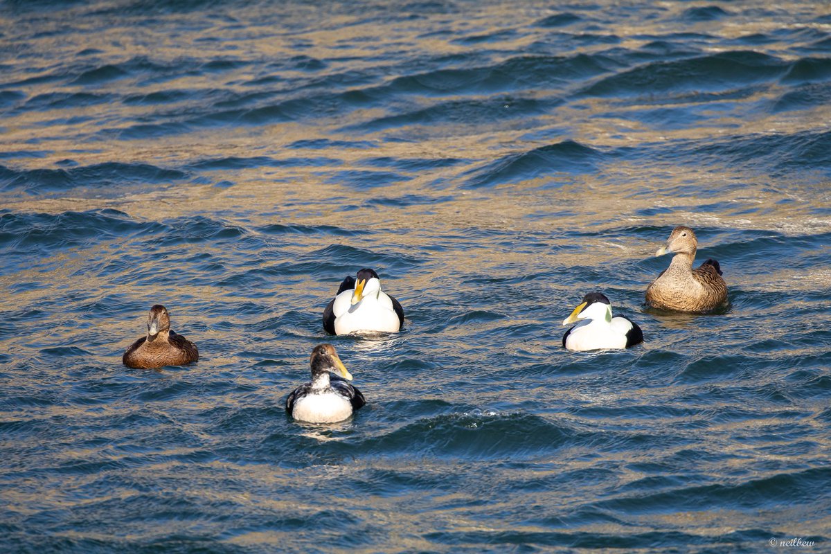 NeilBew's tweet image. Short break in Scotland last week, based in Nethy Bridge plus one coastal day. Highlight (no photo!) golden and white tailed eagle in the same field of view
