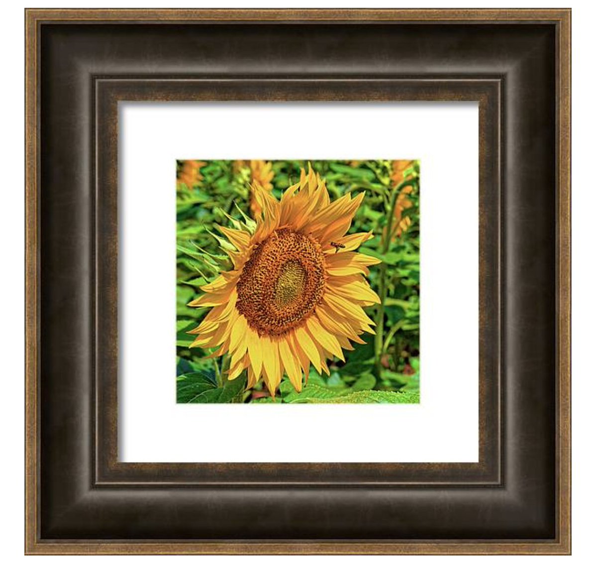 calice gallery tweet media