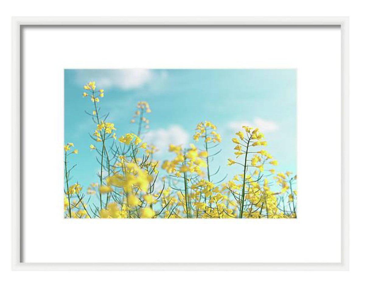 calice gallery tweet media