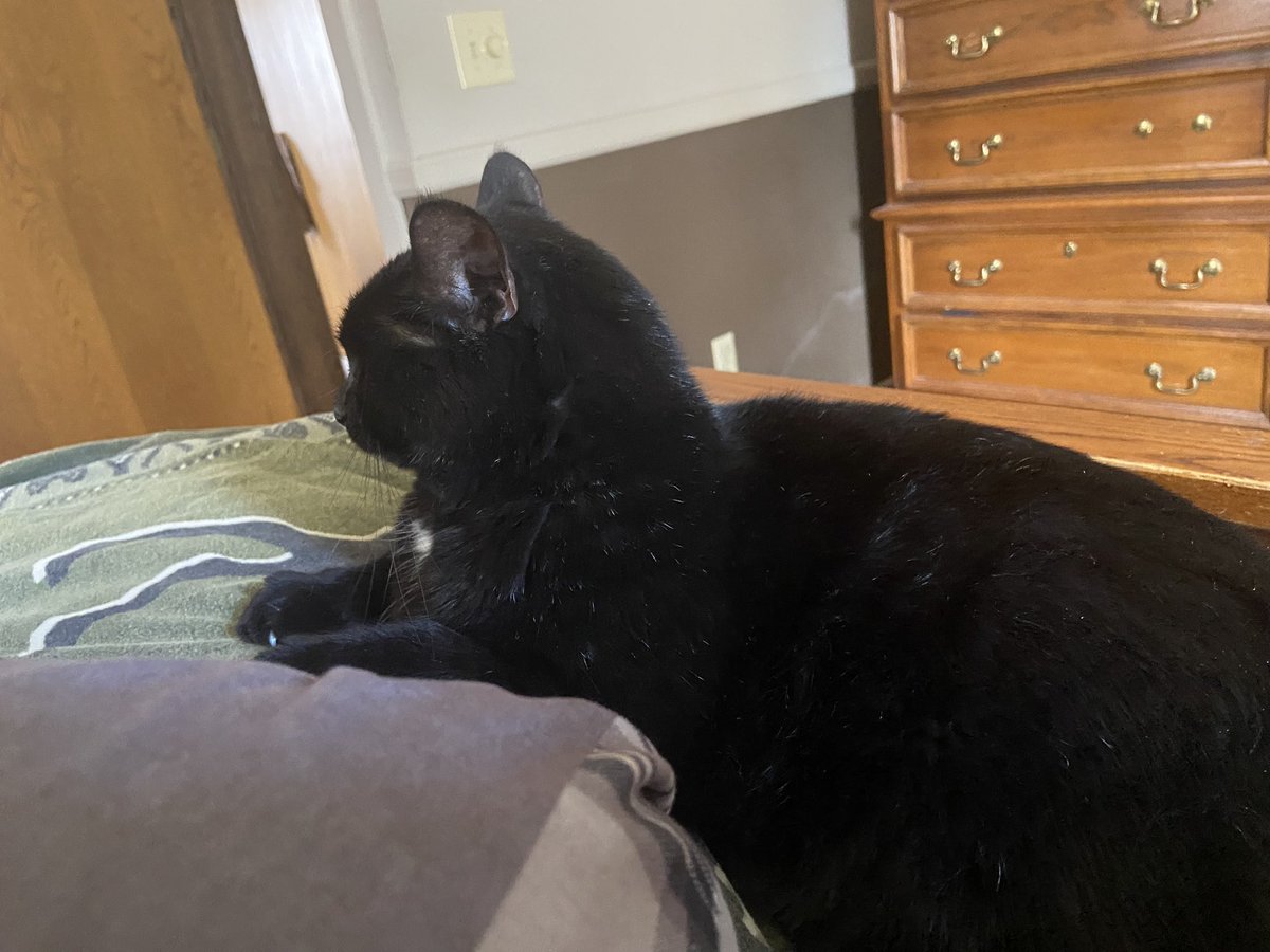 Bootheoneeyeca1's tweet photo. Snuggle time with my hooman ❤️#oneeyedcat #CatsOfTwitter https://t.co/MIdyArDlTE