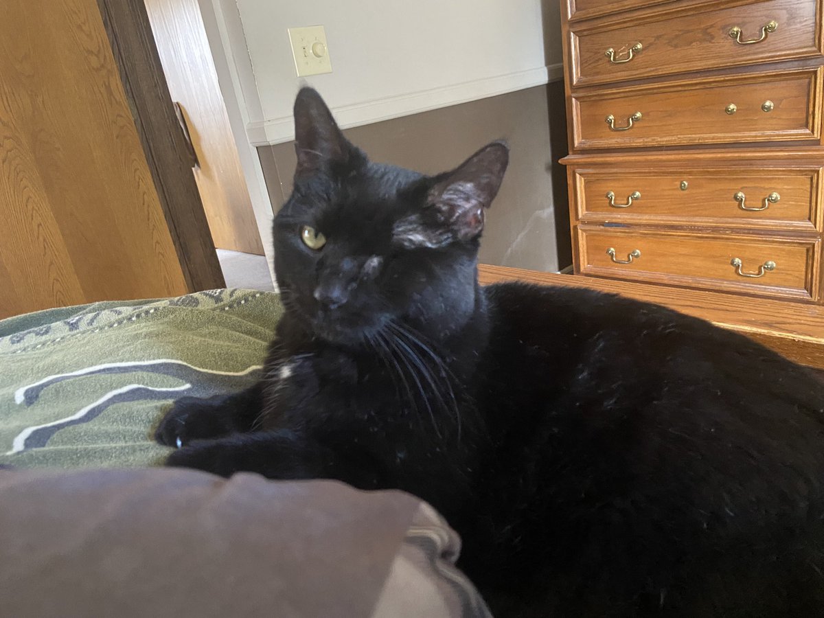 Bootheoneeyeca1's tweet photo. Snuggle time with my hooman ❤️#oneeyedcat #CatsOfTwitter https://t.co/MIdyArDlTE