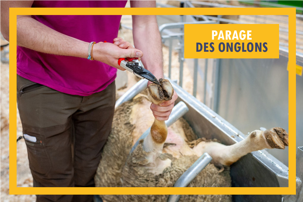 Inn_Ovin's tweet photo. Epreuve #Ovinpiades : #parage des onglons🐑
Objectif : tailler les onglons d'une #brebis à l'aide d'une cage de retournement. #SIA2023 #Ovinpiades2023
👩🏫 Des révisions ici 👉 https://t.co/aD7TIi5kfs et ici👉 https://t.co/IssOzJYcDc https://t.co/rmQVBlKH5W