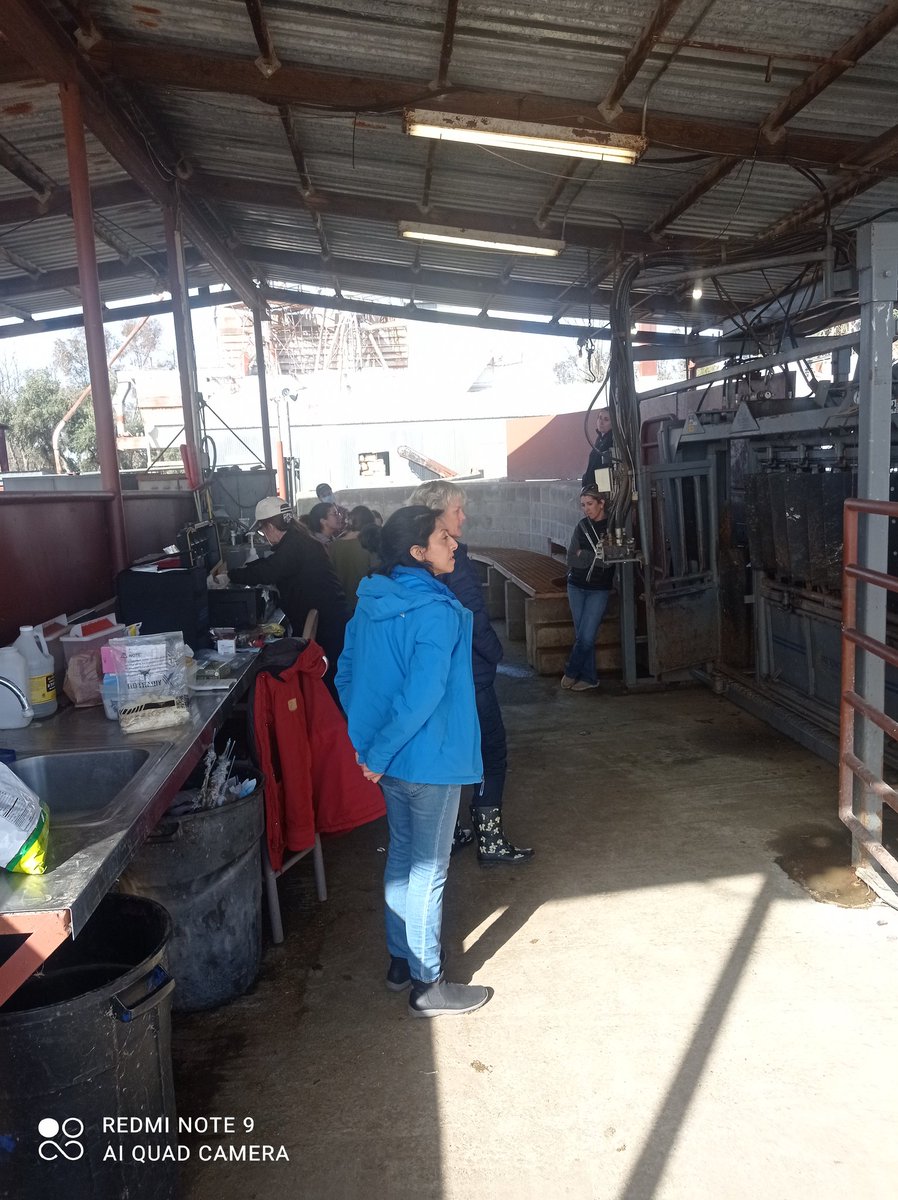 Visionphemy's tweet image. Participated in my first embryo transfer last friday and it was  great seeing this happen. Grateful to be part of this team @biobeef 
#embryotransfer #cattle #biotech #research #graduate #PhD #genetics  #blackingenetics