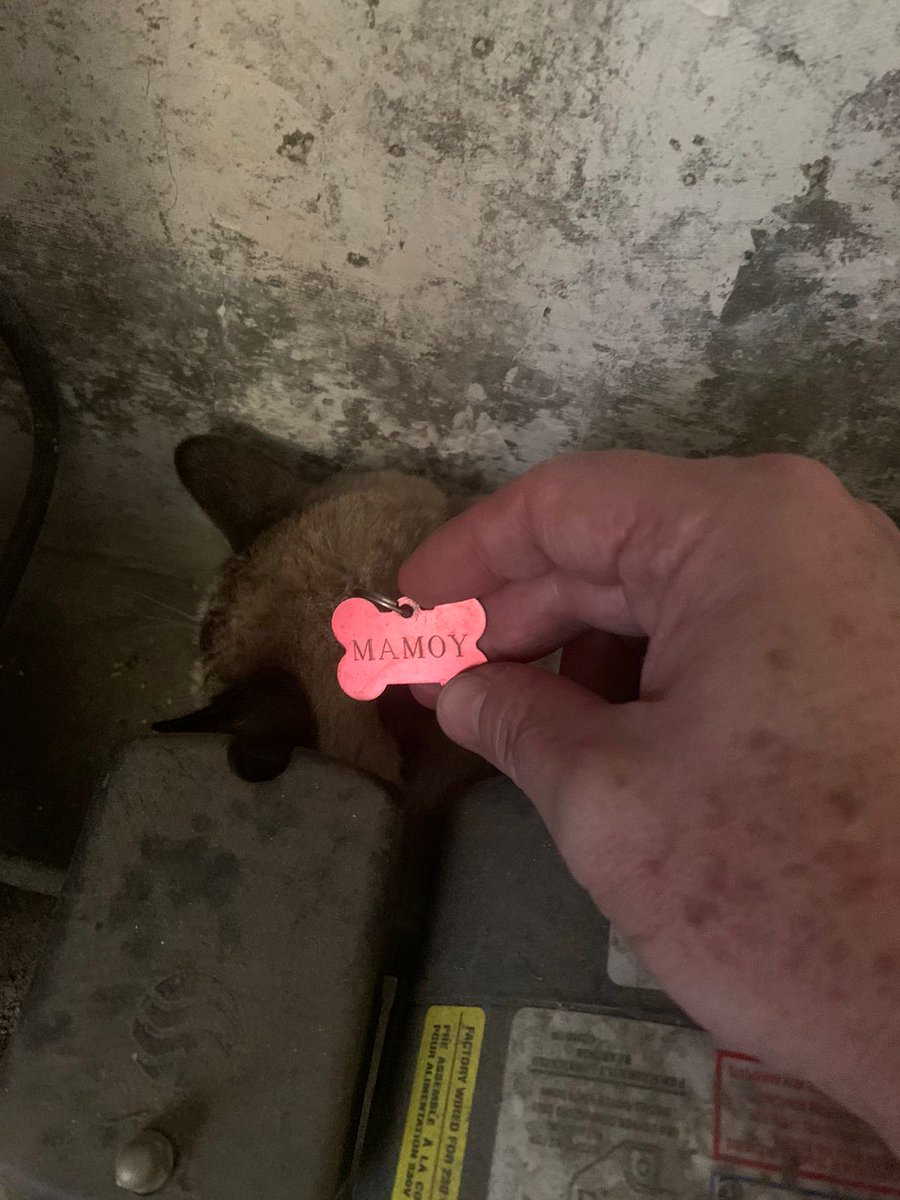 jjgiammattei's tweet photo. Servicio Social... Gatita extraviada, apareció en casa hoy por la mañana, plaquita identificada ABBIE, por favor contactarme por MD https://t.co/12h3cl1NIF
