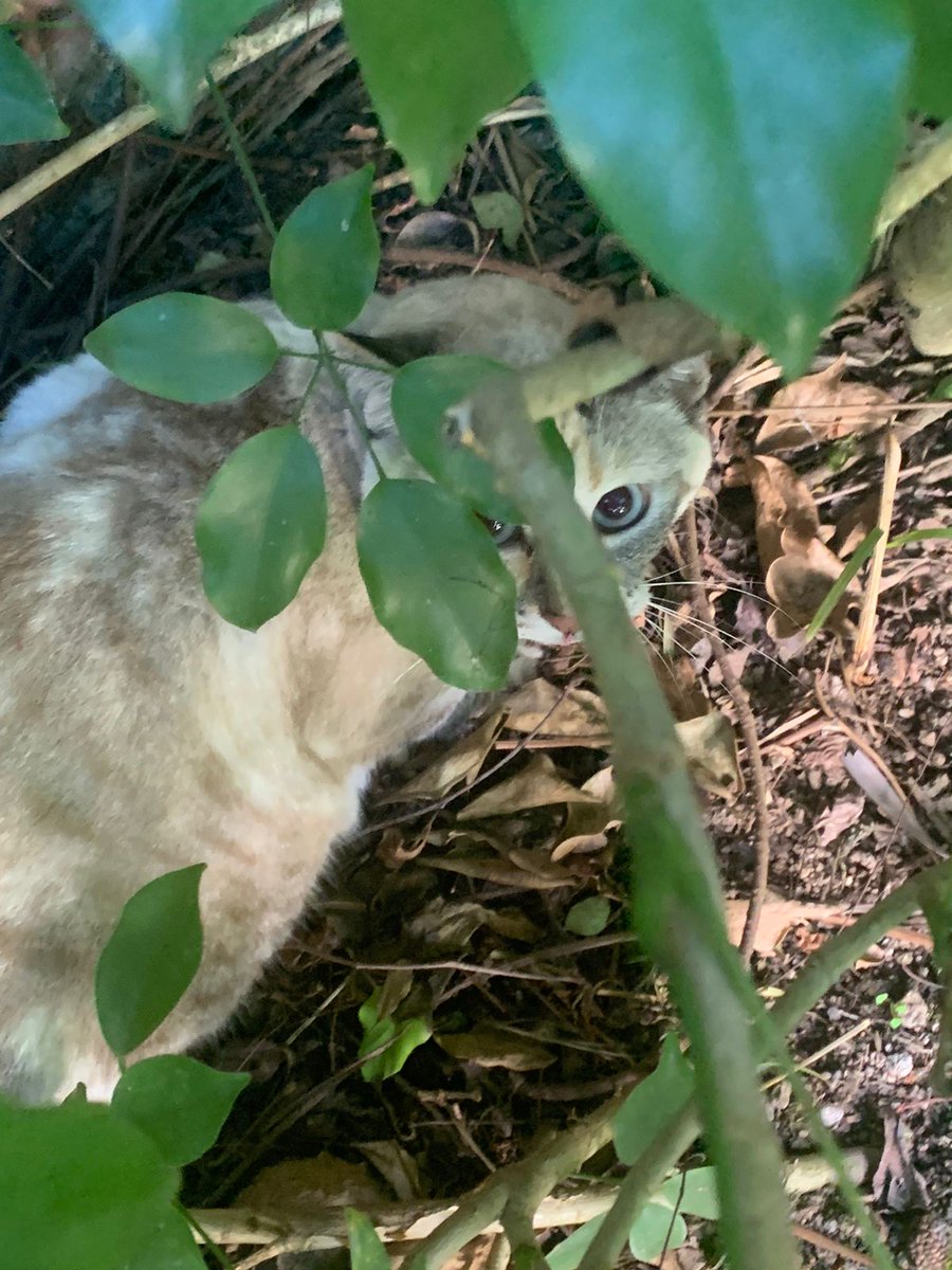 jjgiammattei's tweet photo. Servicio Social... Gatita extraviada, apareció en casa hoy por la mañana, plaquita identificada ABBIE, por favor contactarme por MD https://t.co/12h3cl1NIF