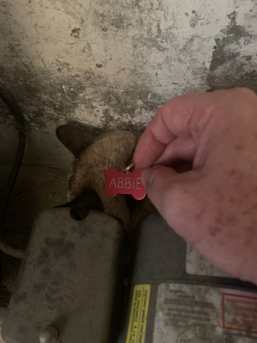 jjgiammattei's tweet photo. Servicio Social... Gatita extraviada, apareció en casa hoy por la mañana, plaquita identificada ABBIE, por favor contactarme por MD https://t.co/12h3cl1NIF