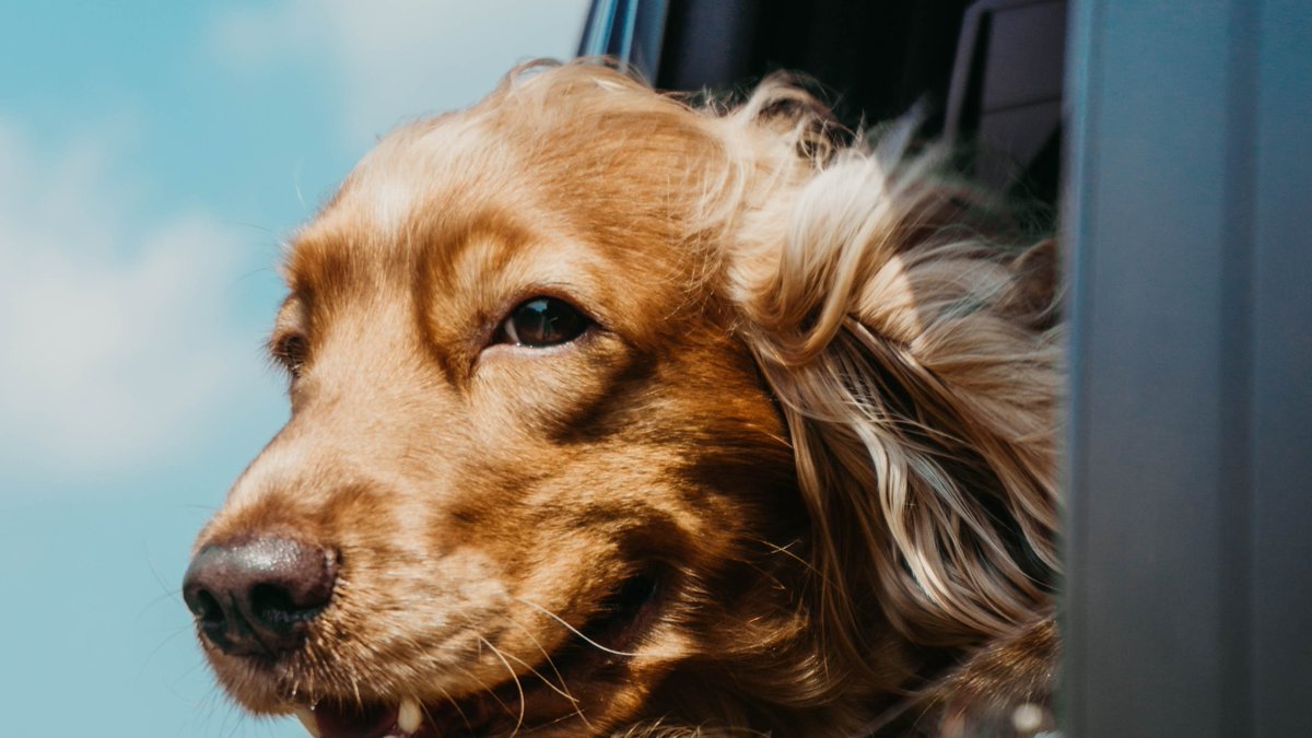 OuseBridgeHouse's tweet image. Did you know that today Feb 20th is National Love your pet day? We are a small dog-friendly guesthouse in #keswick at the Lakes District. Your dog will love you even more if you treat them to a ramble around the lakes. Get booking! #petawarenessday  #timeforyourself #nightawayuk