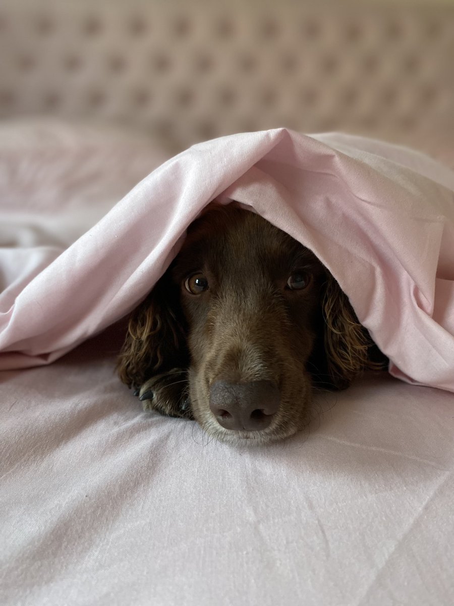jachutton1's tweet photo. @JohnLewisRetail #JLPets https://t.co/dR4e8X0XsB