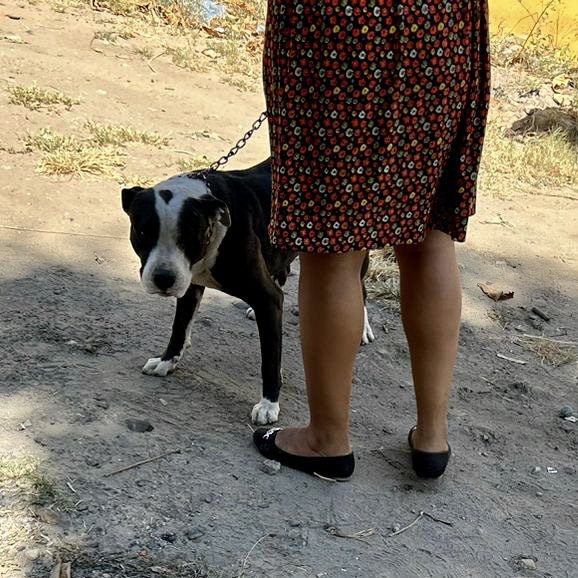 ITROriginal's tweet photo. 🚨PITBULL QUE ATACÓ A NIÑA EN LA PAZ ES PUESTO BAJO CUSTUDIA Y SU DUEÑO SANCIONADO 

- El Instituto de Bienestar Animal (IBA) en coordinación con la @PNCSV iniciaron el proceso sancionatorio contra el dueño de perro que atacó a una niña en La Paz. https://t.co/FiqS2B6akp