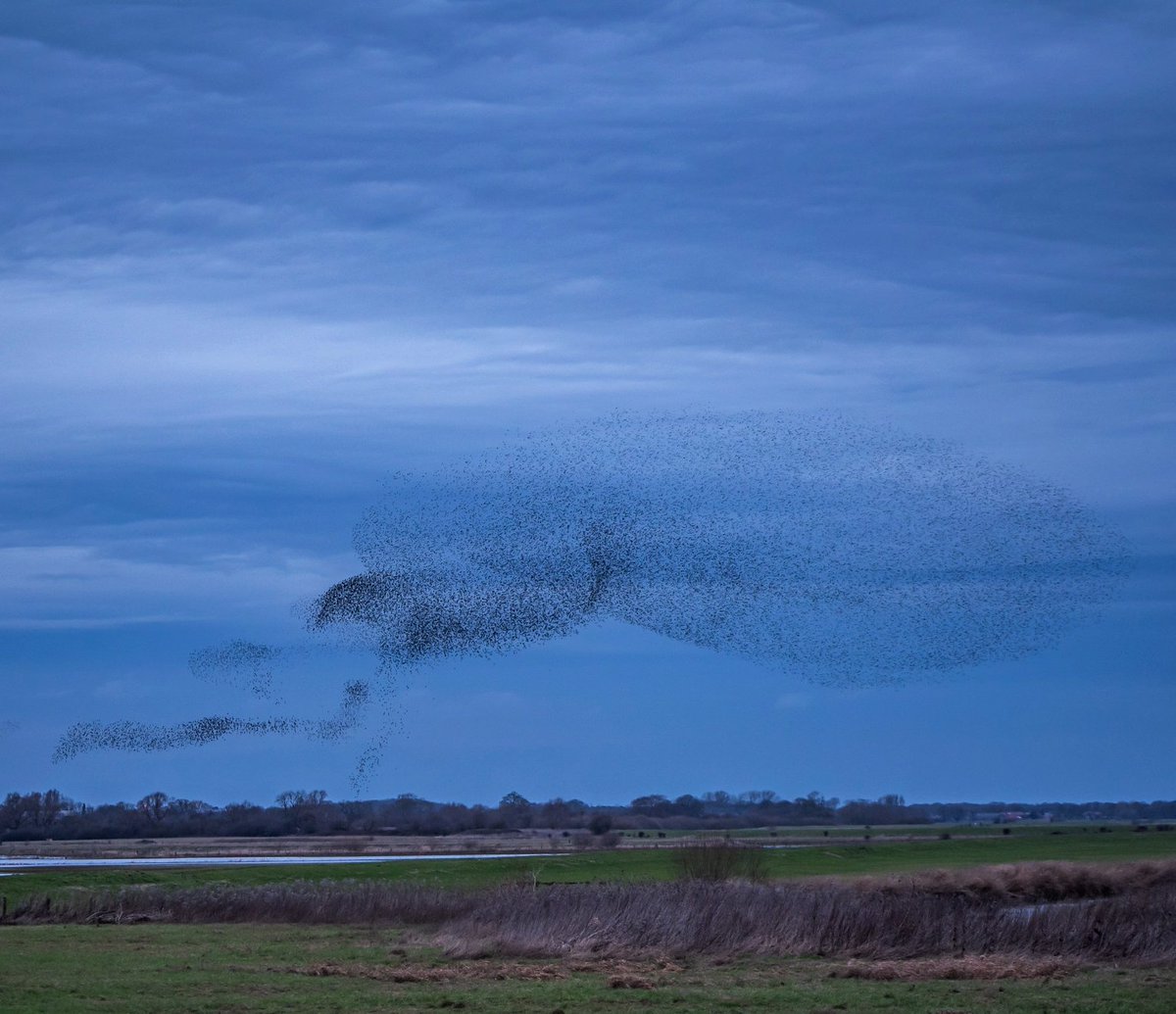 stevenericphoto's tweet photo. Spectacular murmuration in full effect. Been keeping an eye on this nightly event for a month now and it would appear to be still growing. Fortunate to be living just around the corner. https://t.co/SSMWvFHjlP