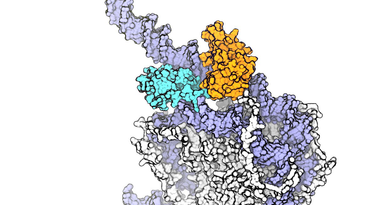 janhuemar's tweet photo. My #BPS2023 talk is today! If you wanna hear all about how the transcription factor Oct4 binds to nucleosome and what that binding does to the nucleosome, join me at 16:00 in the Protein-Nucleic Acids Interactions session (room 6D) https://t.co/1KLyyfXRO6