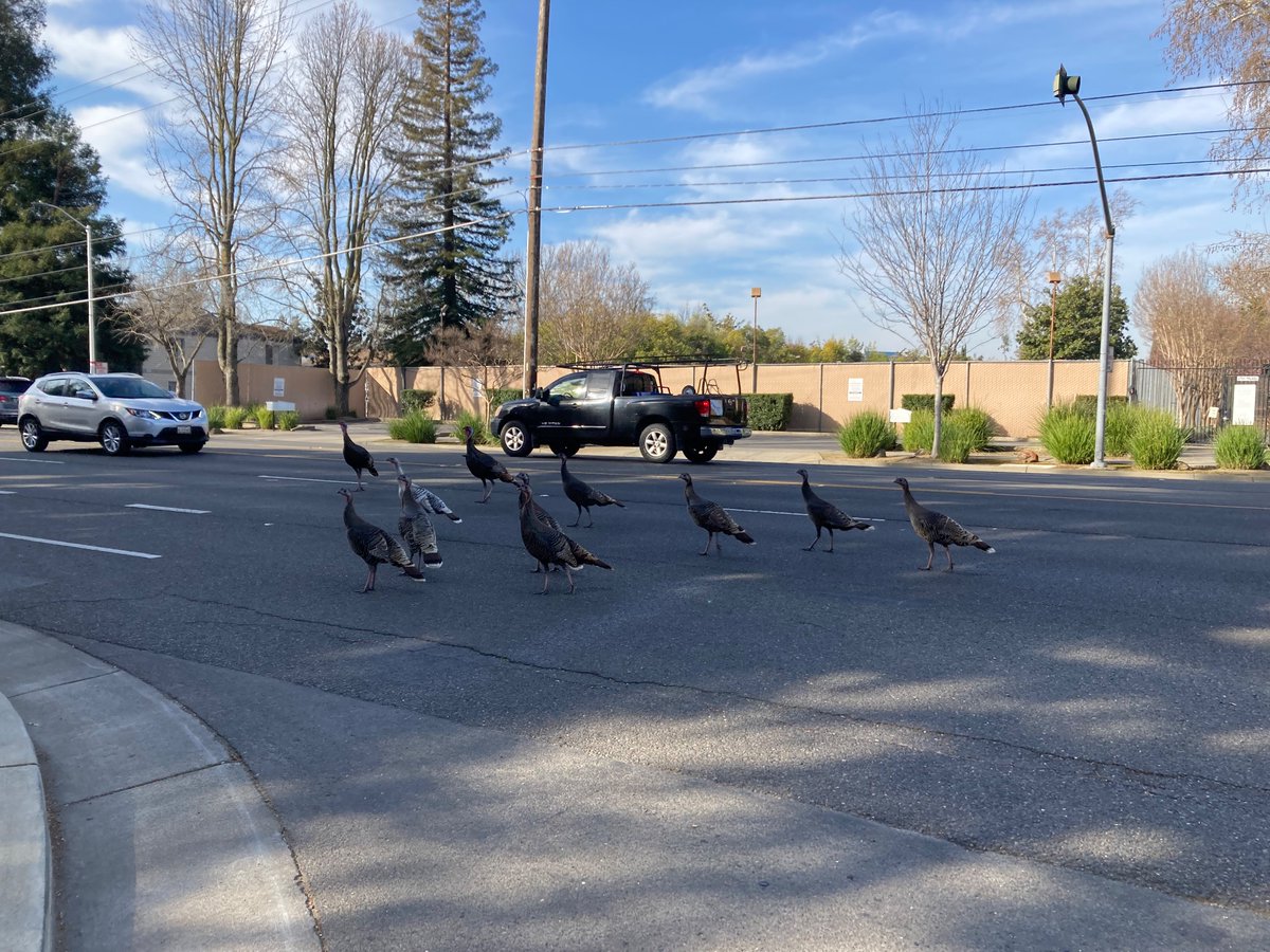 Turkeys run the streets in Natomas. <a href="/HectorJAmezcua/">Hector Amezcua He/Him/El</a> <a href="/natomasbuzz/">The Natomas Buzz</a> <a href="/Ktalamantess/">Karina Talamantes</a> <a href="/AngeliqueAshby/">Angelique Ashby</a>