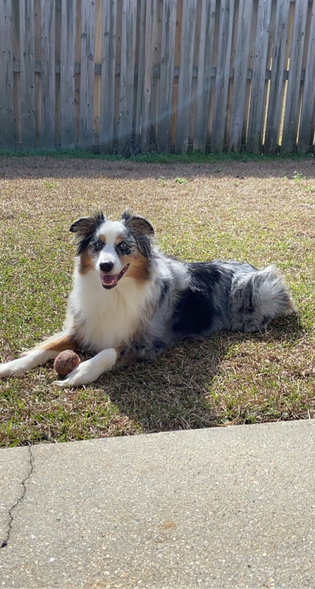 LaurNroo's tweet photo. @raisingcanes My beautiful #canespup would love some swag! #LoveYourPetDay #ONELOVE ❤️🐺 https://t.co/q8Da6xCosN