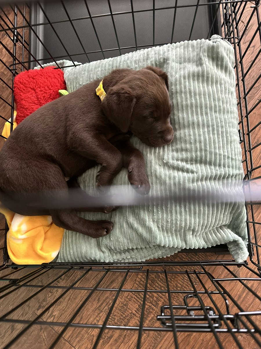 Meet our new girl 💛 Oakley! She’s Lukas’ Christmas present! We are certified crazy, puppy now, baby later! Team Wood is really growing! #chocolatelab #teamwood  @DWoo22