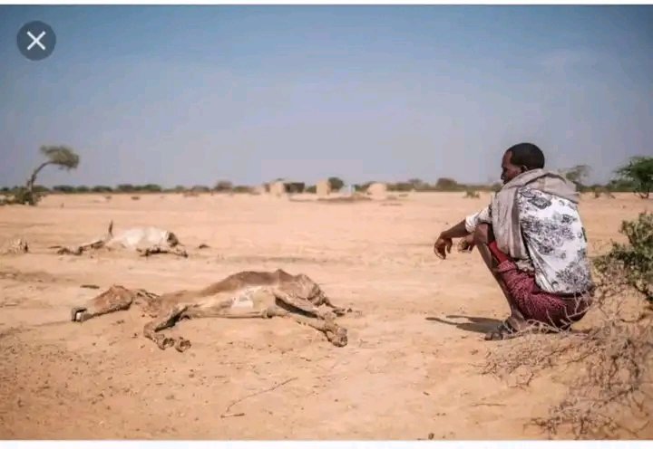 💔💔ቅቤ ከየትም አይመጣም አይብ ብንፈልግ ከየትም አይመጣም።እህልም ብንፈልግ ከገበሬዎች ውጭ ከየትም ሊመጣ አይችልም።ለዚህ ምስኪን ድምፅ በመሆን አስቸኳይ መፍትሄ እንዲያገኙ ማድረግ መቻል አለብን።
#የቦረና ህዝብ #እርዳታችንን ይፈልጋል