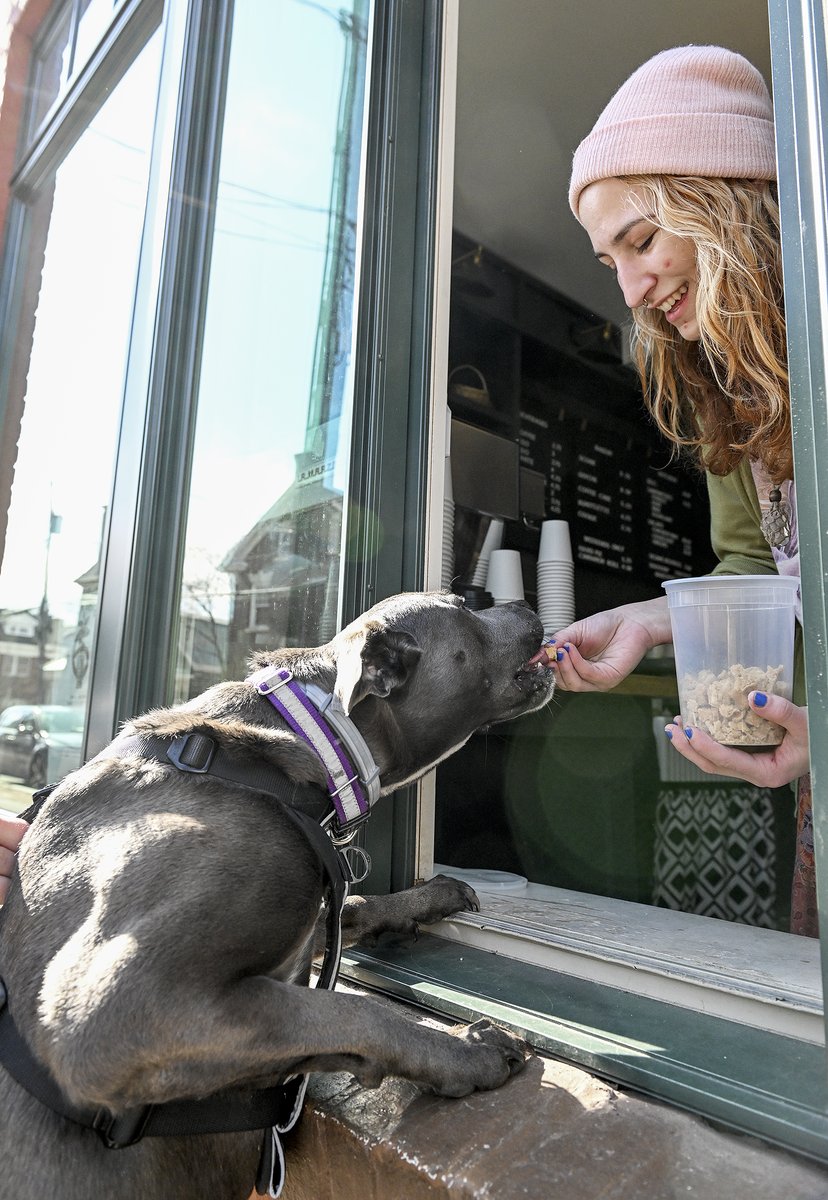 EricaPhotog's tweet photo. Cole, owned by Katie Merrill of Schenectady, receives treats from the window by Arthur’s 1795’s barista Sunny Siegel, of Schenectady, #Schenectady #Stockade https://t.co/2IkGRYbweD