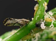 SonomaCountyMGs's tweet photo. Asian Citrus Psyllid has been found in Sonoma Valley
They carry the pathogen that causes huanglongbing disease (HLB)
A serious threat to citrus trees including those grown in home gardens
Find out more in the UC IPM notes at https://t.co/6eF7jE6cFH 

&amp;sonomacountymg #UCIPM https://t.co/SPFLtGIcLM