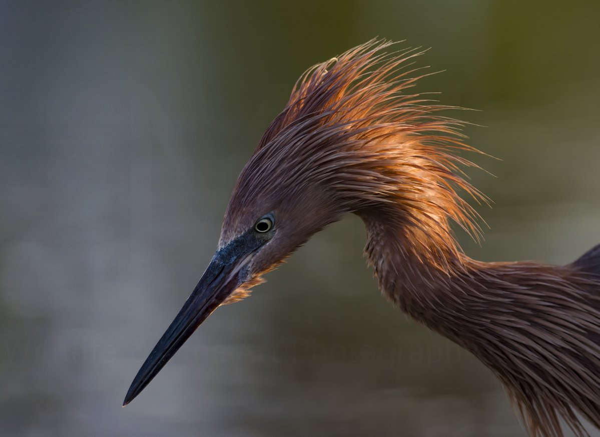 The "light time" is the right time Reddish Egret dark morph. | recommend a click

#TwitterNatureCommunity 
#TwitterNaturePhotography 
#BirdsOfTwitter 
#nature
#wildlife #wildlifephotography