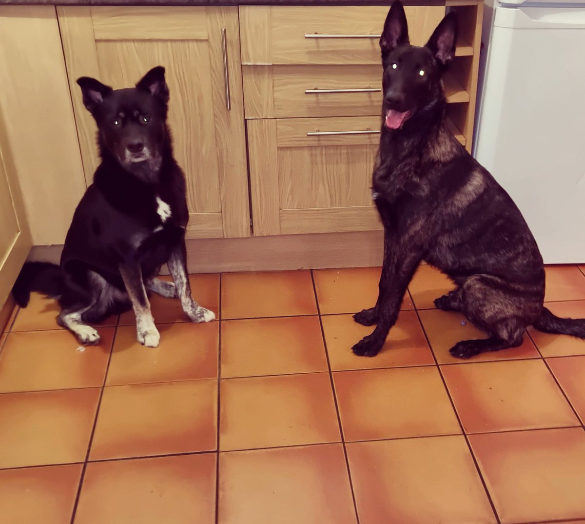 #LoveYourPetDay 2 best boys Hoopy on the left, Rebel on the right 🥰🥰🥰