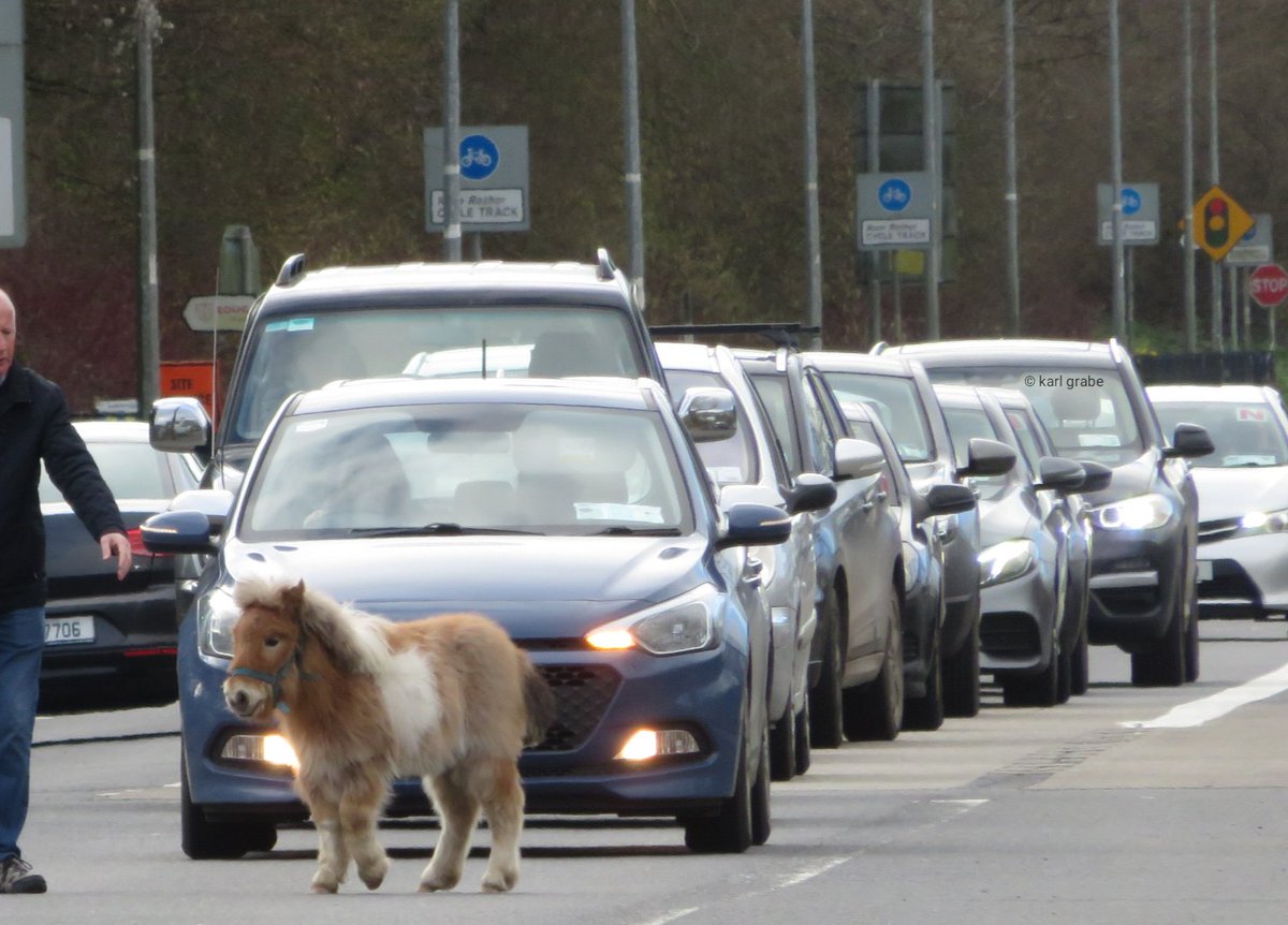 CorkCoast's tweet photo. 'Jenny' holds up traffic on the straight road this afternoon.
Luckily it was directed away without injury π
#bansheesofinisherin #cork #corkCity #corkSafetyAlert #donkey #horse #IrishMastodon #CorkMastodon #mastodaoine https://t.co/iNFQdcIjjW